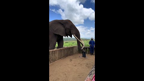 How The Elephant Consumes Gallons Of Water
