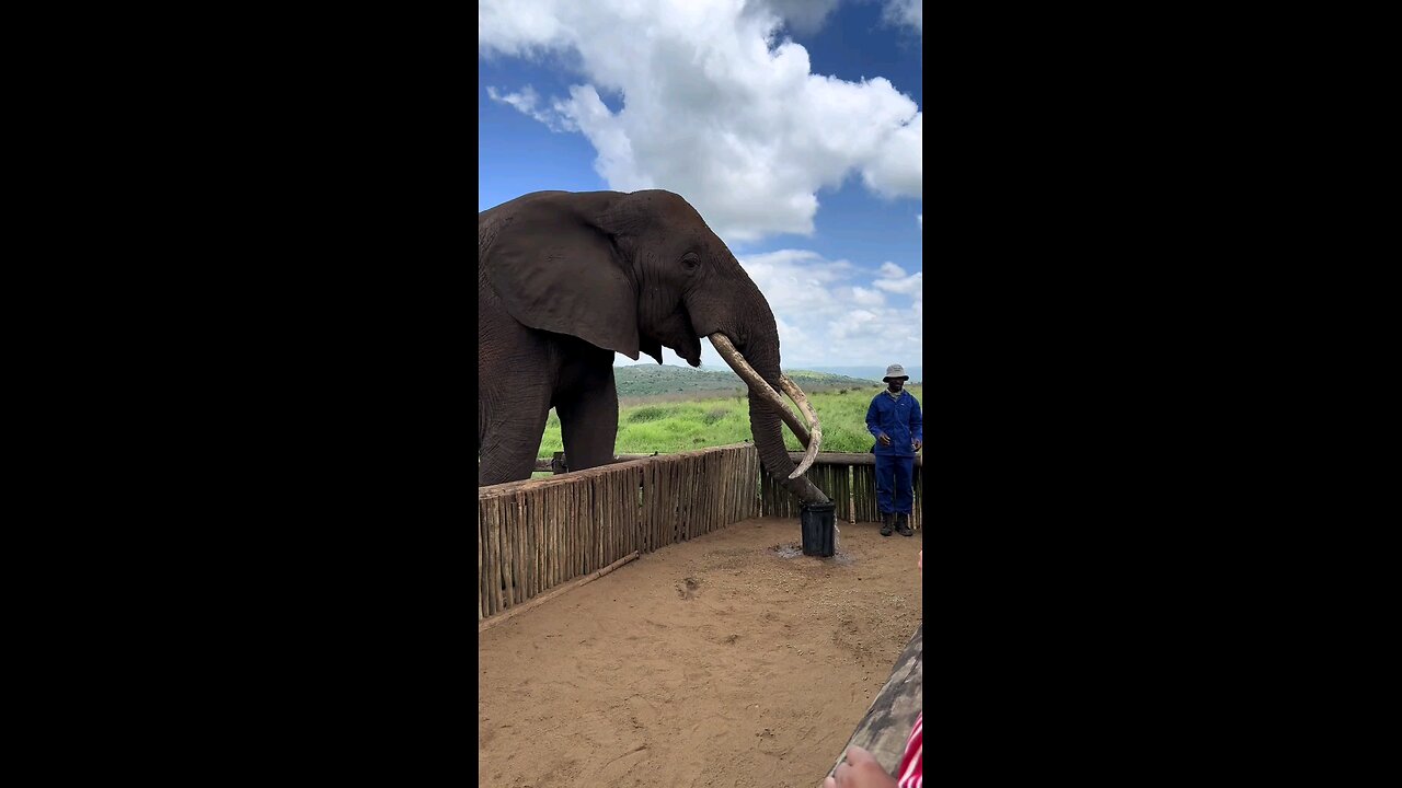 How The Elephant Consumes Gallons Of Water
