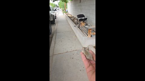 Feeding the road runner