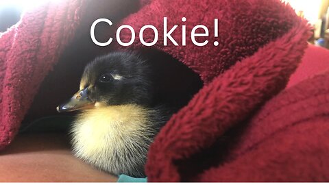 Hatching Ducklings