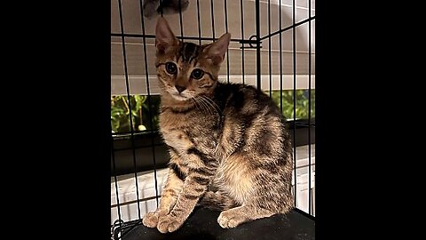 Alley Cat update! He needs a home!