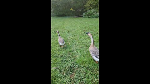 geese