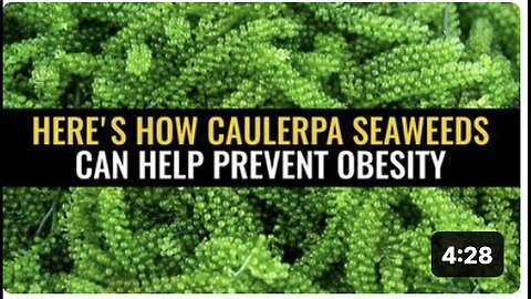 "Preventing Obesity with the Help of Caulerpa Seaweeds"