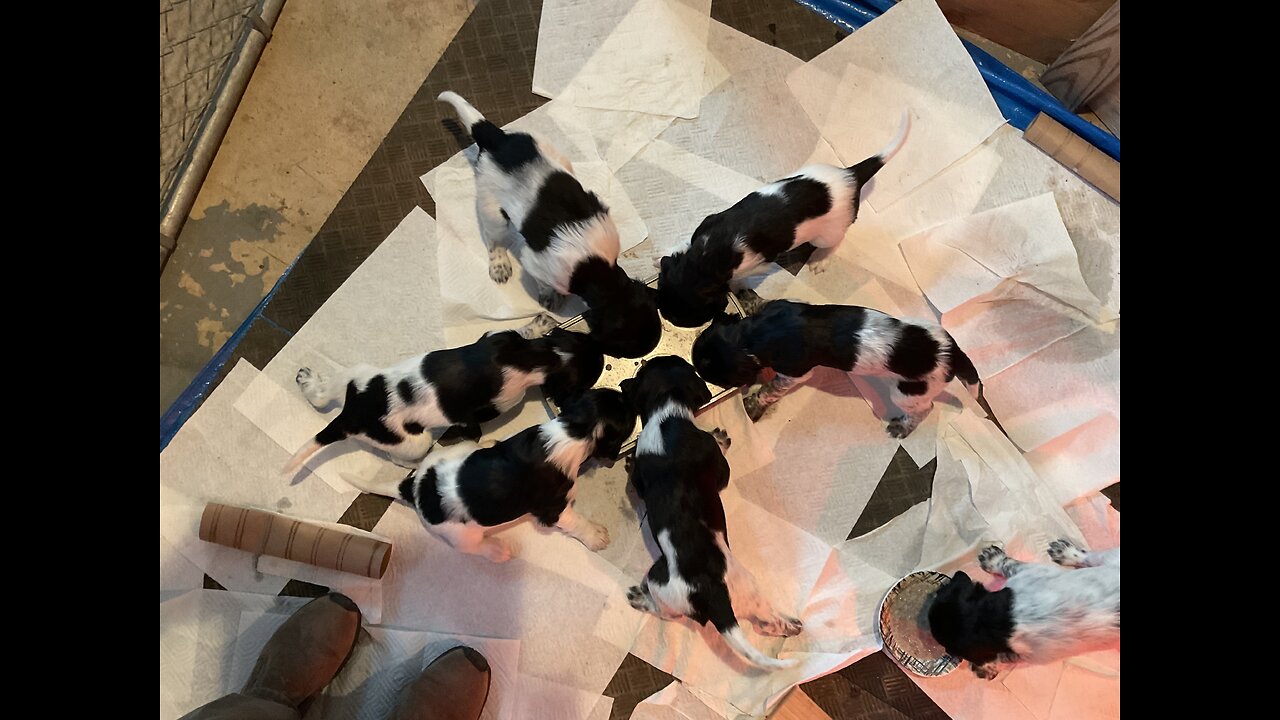 Large Munsterlander - Muddy Waters E Litter - Week 4 update