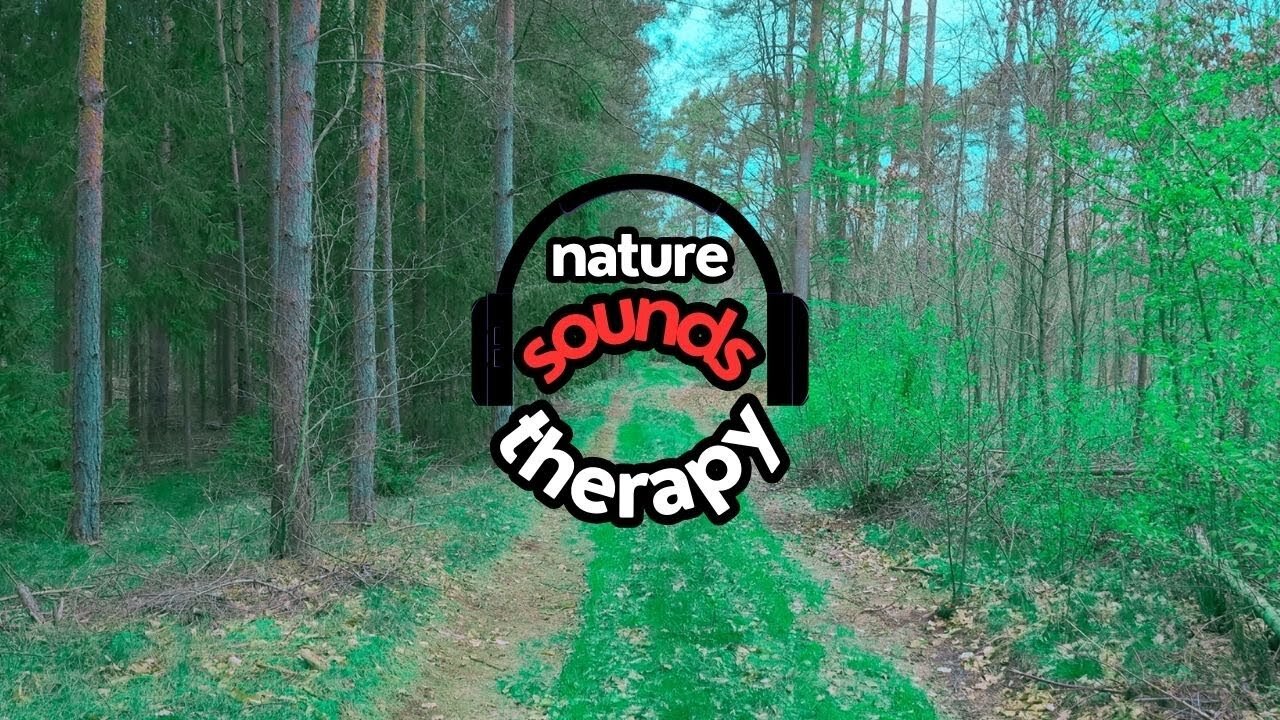 Rain, Birdsong, and Bees Sounds of the Spring Forest 4K