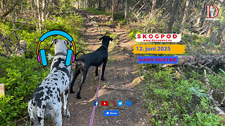 Skogpod 12. juni 2025