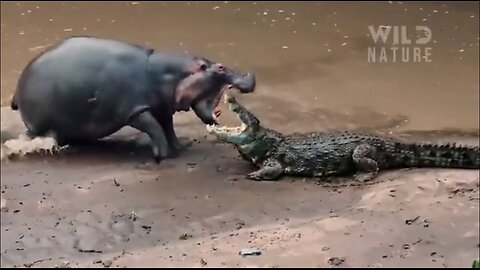 CROCODILE VS HIPPO | Clashes to Determine the Ultimate Ruler #naturedocumentaries | Wild Nature