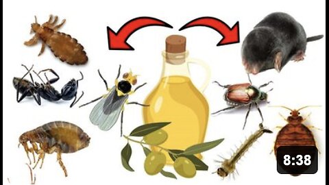 The Pest Control Secret: Olive Oil's Surprising Power - Ear mites, Lice, Bedbugs, Leaf Miner, etc