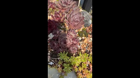 Sempervivum in my backyard