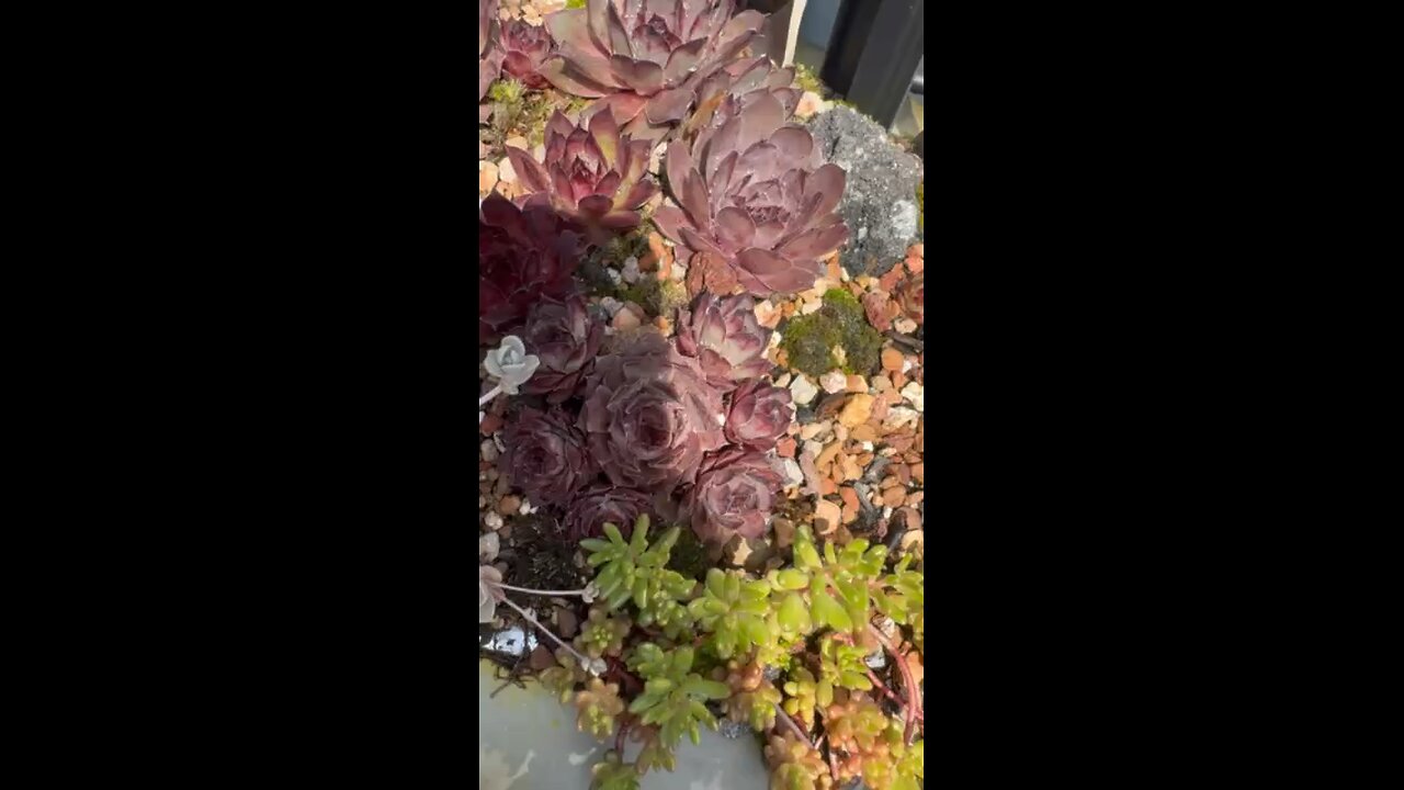 Sempervivum in my backyard