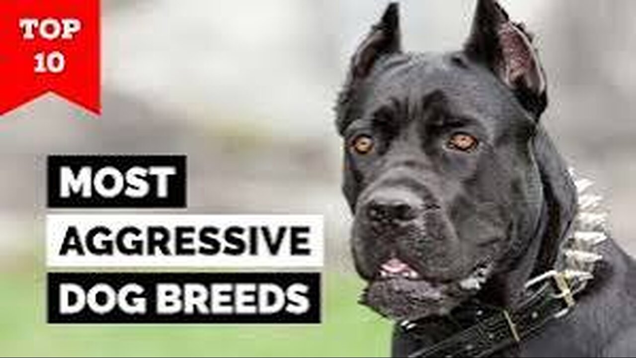 Top 10 Deadliest Dog Breeds in the World | Most Dangerous Dogs