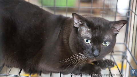 In pawsuit of rare feline breeds at Ancient Thai Cat Conservation Centre