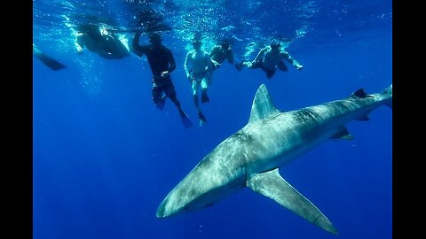 Sharks don’t attack tourists all the time