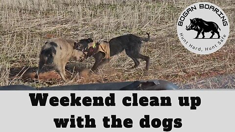 Weekend clean up with the dogs