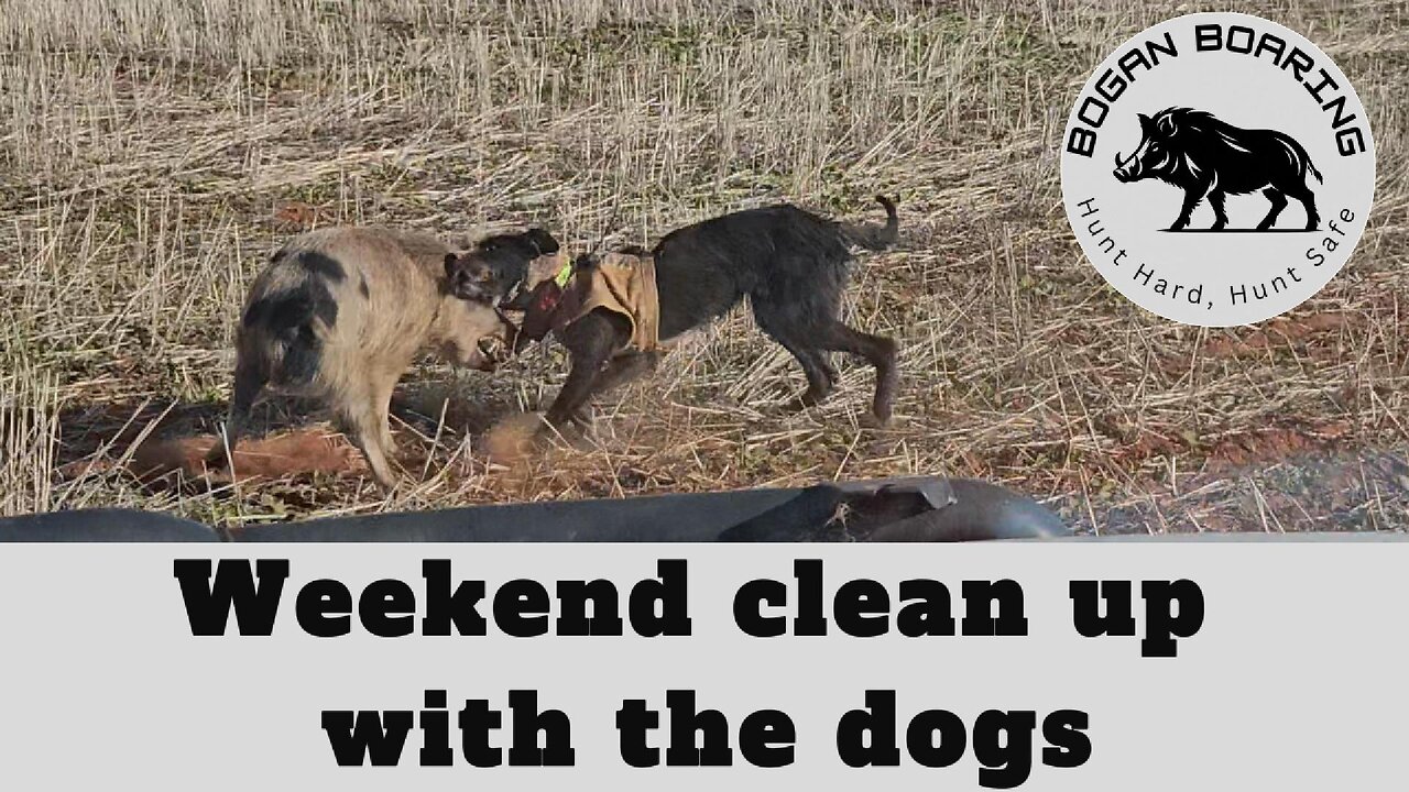 Weekend clean up with the dogs
