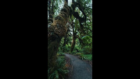 Forest View