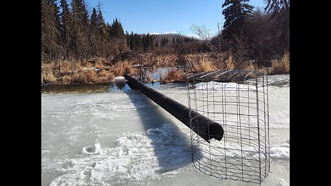 April 8, 2025 - Last Of The Under Ice Beaver