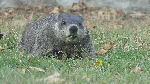 Groundhog