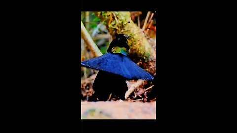 Amazing Bird Dance from different Bird Species