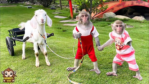 YiYi and YinYin takes goat to harvest papaya to sell to pay the vegetable boss