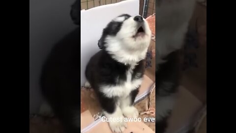 Baby Husky’s Howl Is Too Funny & Cute!