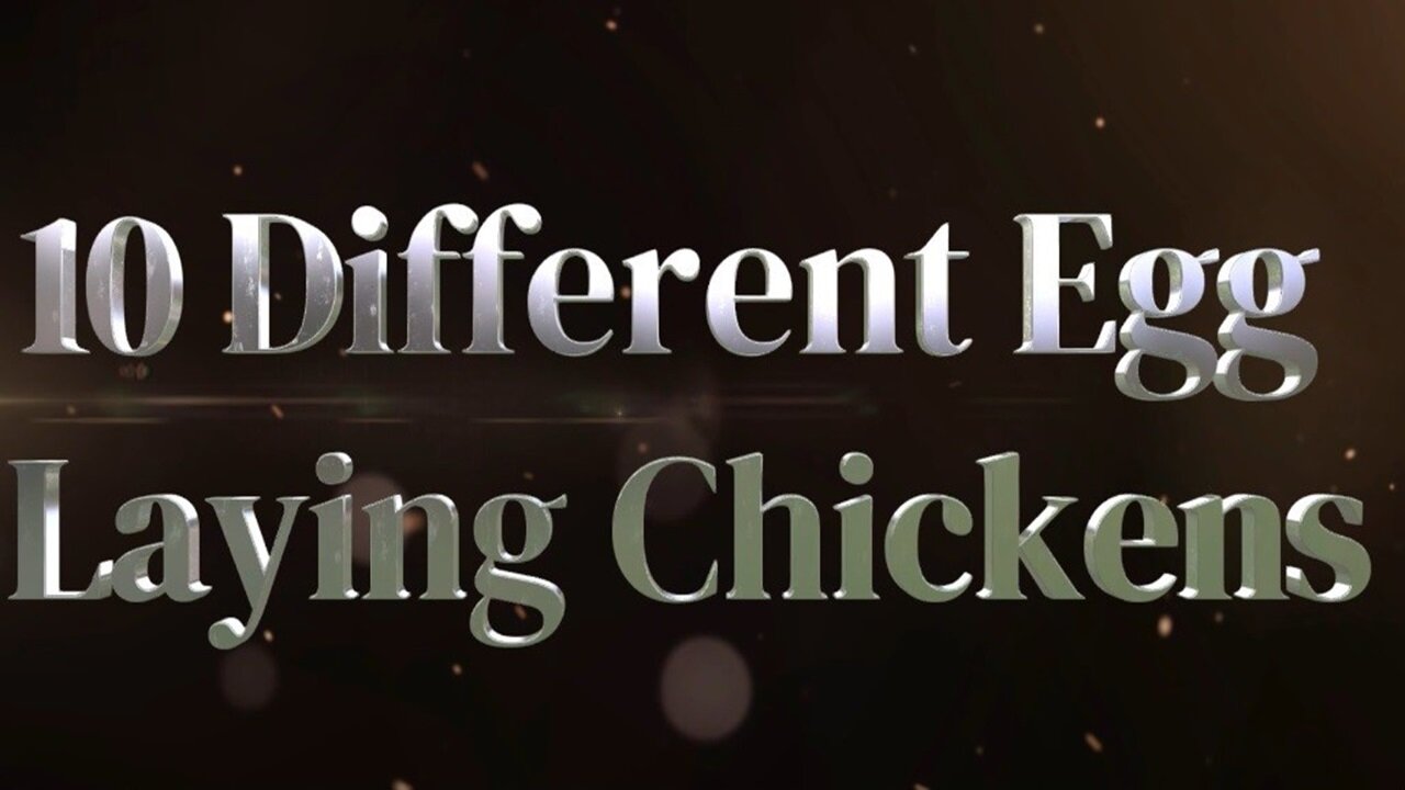 10 Different Egg Laying Chickens