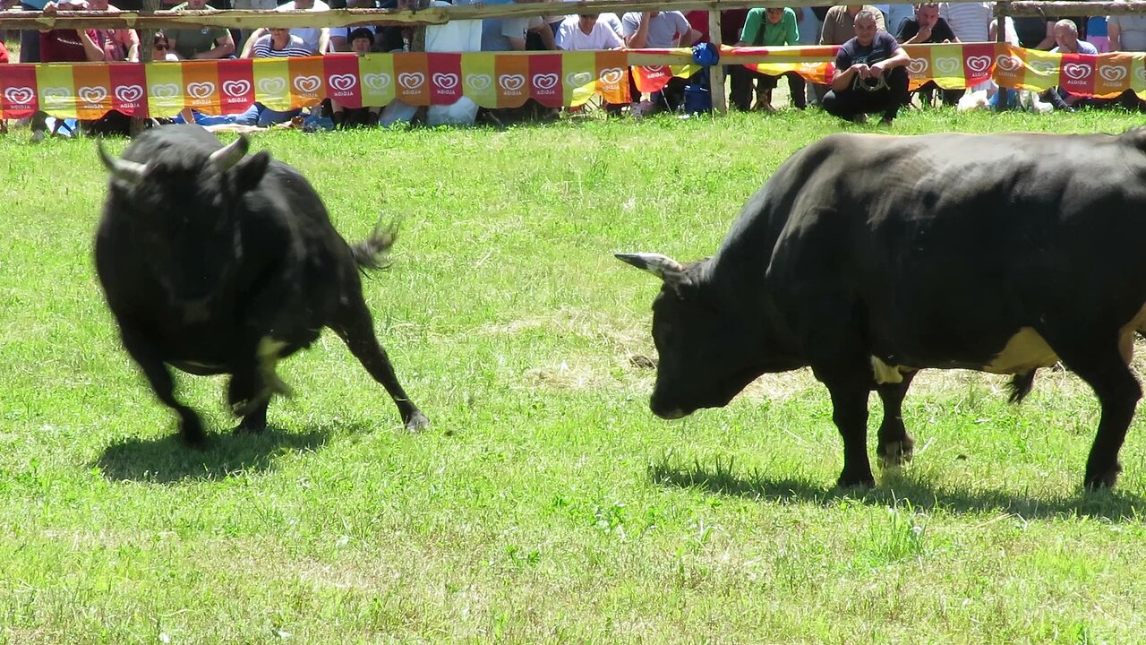 Peran od Husejnovića vs Krivorog od Alibašića Banovići 2025