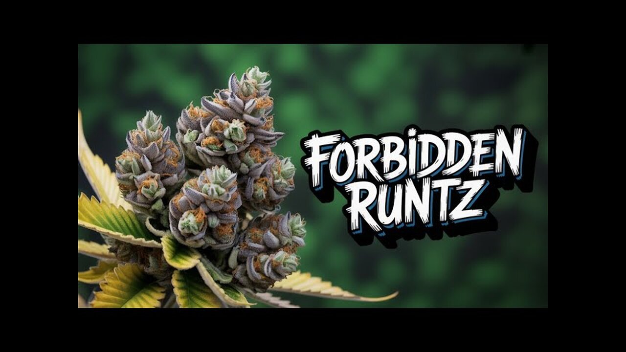 🎭 FORBIDDEN RUNTZ HIT ME STRAIGHT TO THE HEAD 😮💨 | JK DISTRO INDICA VIBES