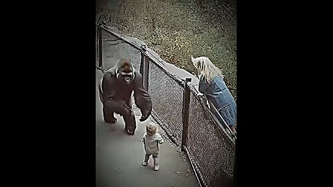 animal