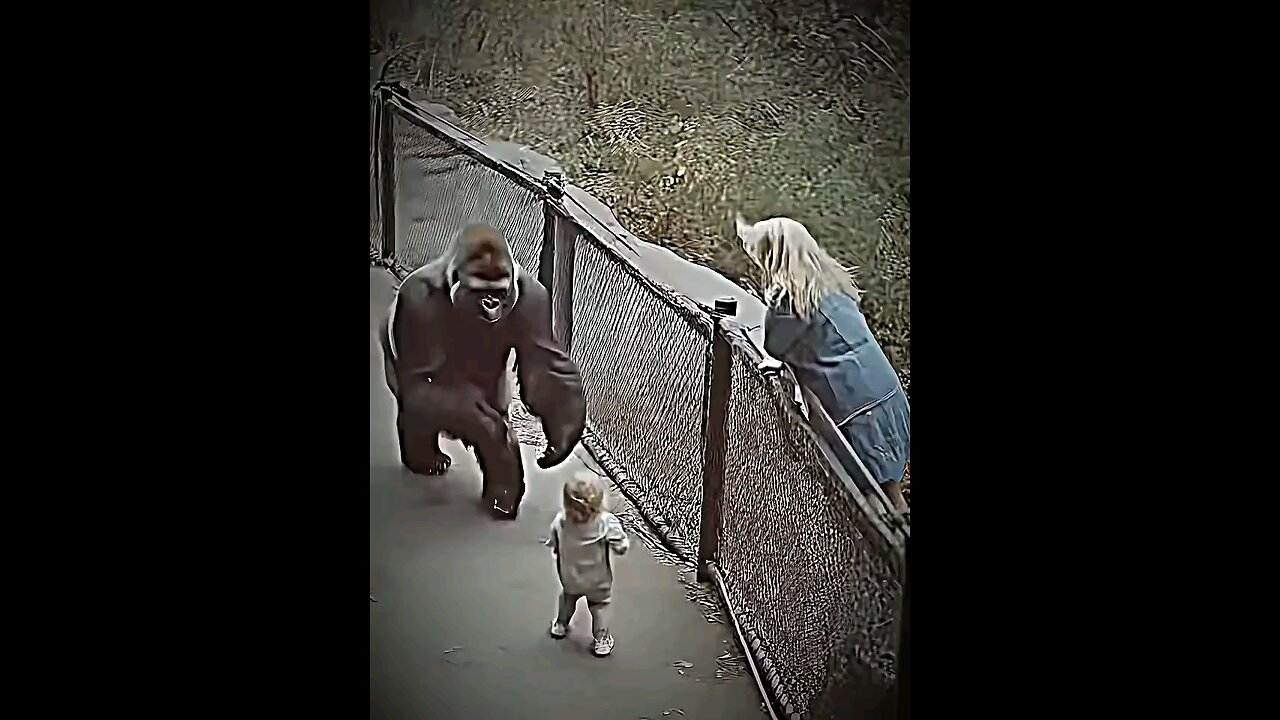 animal