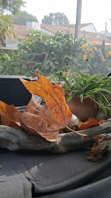 good morning mr plant