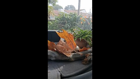 good morning mr plant