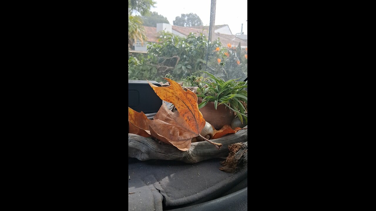 good morning mr plant