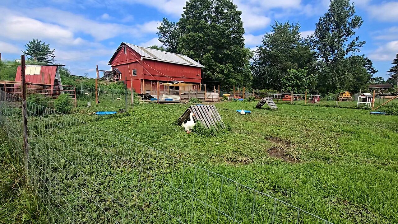 August BARN OPENING _ Counting CHICKS! // Whitt Acres