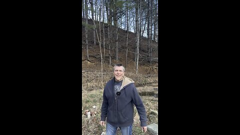 Prepping Tip Tuesday: Pine Needle Tea #prepping #preppingtips #tea