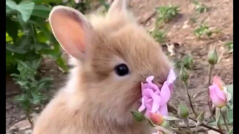 MOVING MOUNTAINS - DAILY DEVOTIONAL ❤️