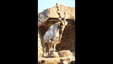 Markhor: Magical Spiral Horns ✨ #Markhor #SpiralHorns #Mountains #Wildlife