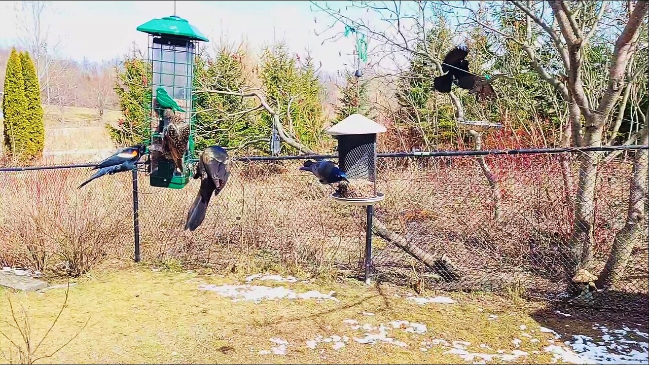 🔴 Live Cam Bird Feeder - Spring Birds Sound | Bird Watching and Squirrels