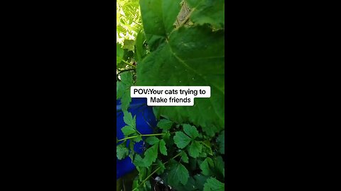 🥺 cat trying Mike a friend