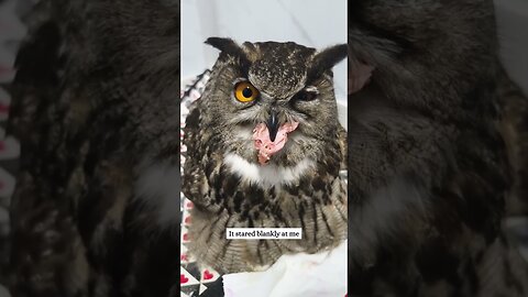 The man found a wounded owl on the porch and saved her life