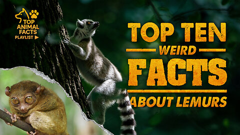Top Ten WEIRD Facts About Lemurs 🐒 | Creatures, Wildfood & Outdoors