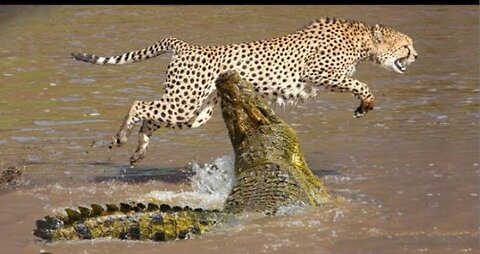 Crocodile Ambushes Cheetah at the River – You Won’t Believe Who Survives 😱💥
