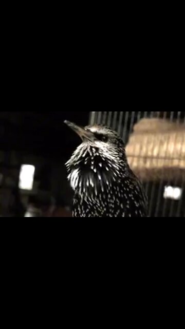 AMAZING SOUNDS OF THE COMMON STARLING. 🐦