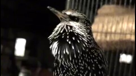 AMAZING SOUNDS OF THE COMMON STARLING. 🐦