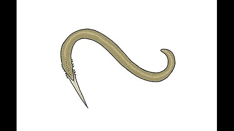 Augerino