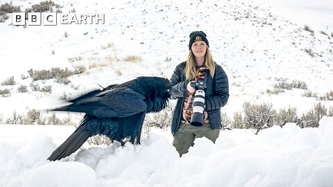 Journey Through Yellowstone: POV of a Wildlife Photographer | BBC Earth Explore