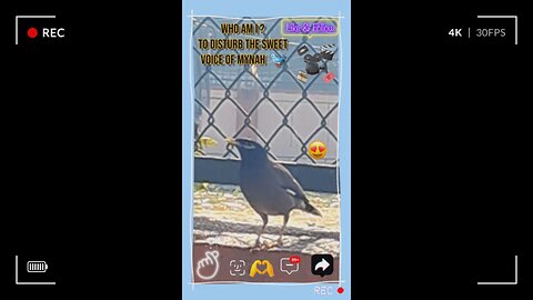 Lose yourself in the melodious calls echoing through nature’s embrace. #Viral #Trending