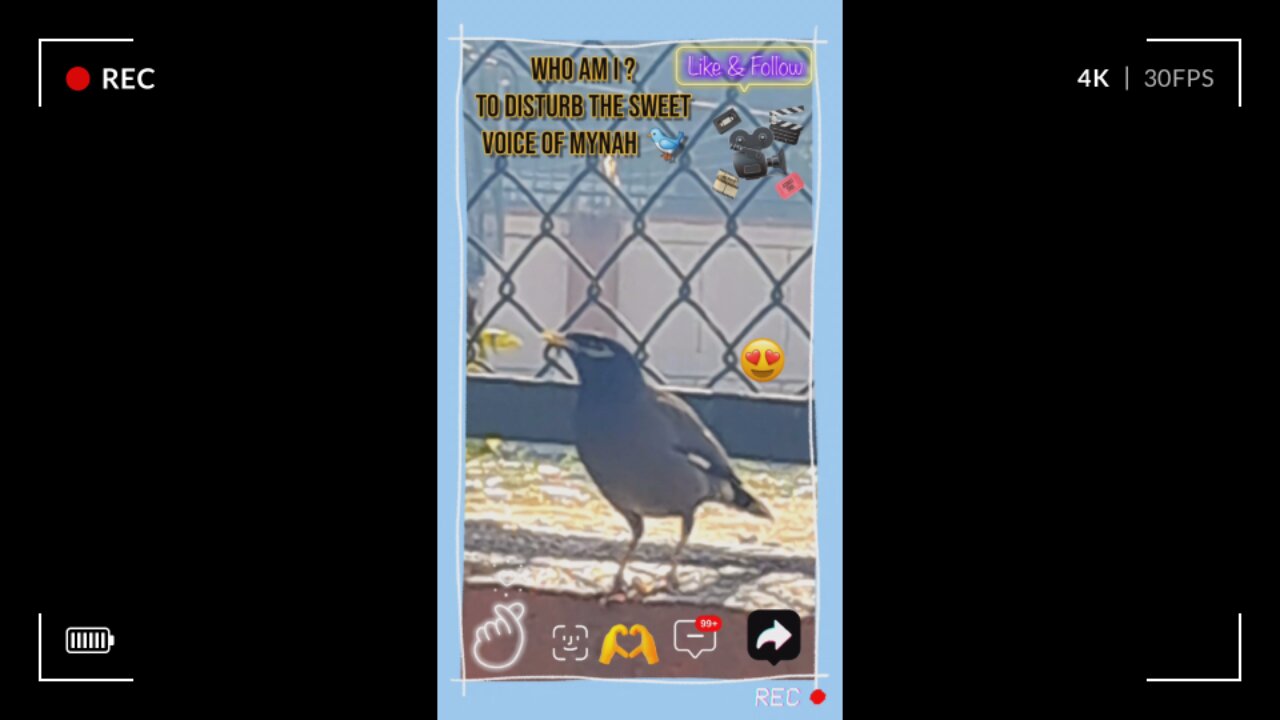 Lose yourself in the melodious calls echoing through nature’s embrace. #Viral #Trending