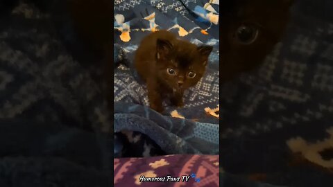 Funny Dogs and Cats Videos