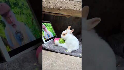 The little rabbit eats vegetables and watches TV series. Cute pet debut plan. Rabbit. Rural cute